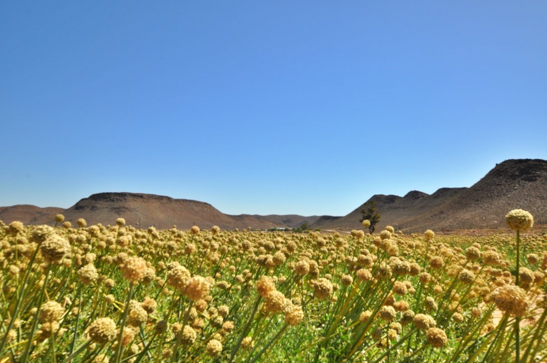 Farm Ranch in Ladismith, Western Cape, South Africa 4 - 17253629