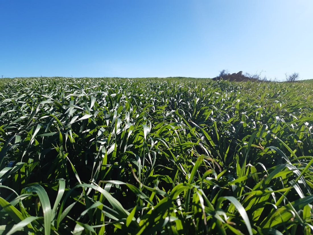 Farm Ranch in Johannesburg, Gauteng, South Africa 5 - 17252145