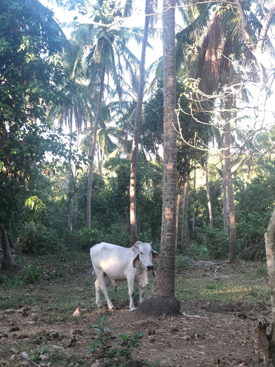 Farm Ranch in Lipa, Calabarzon, Philippines 3 - 17250582