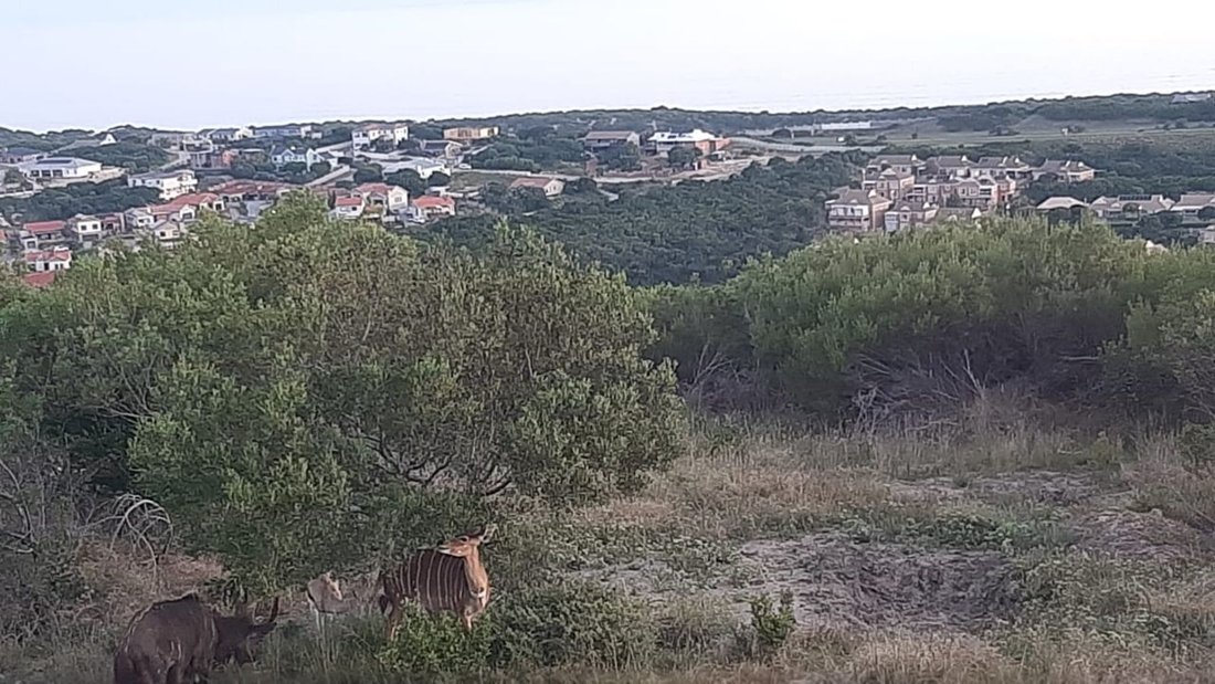 Farm Ranch in Johannesburg, Gauteng, South Africa 5 - 17252722