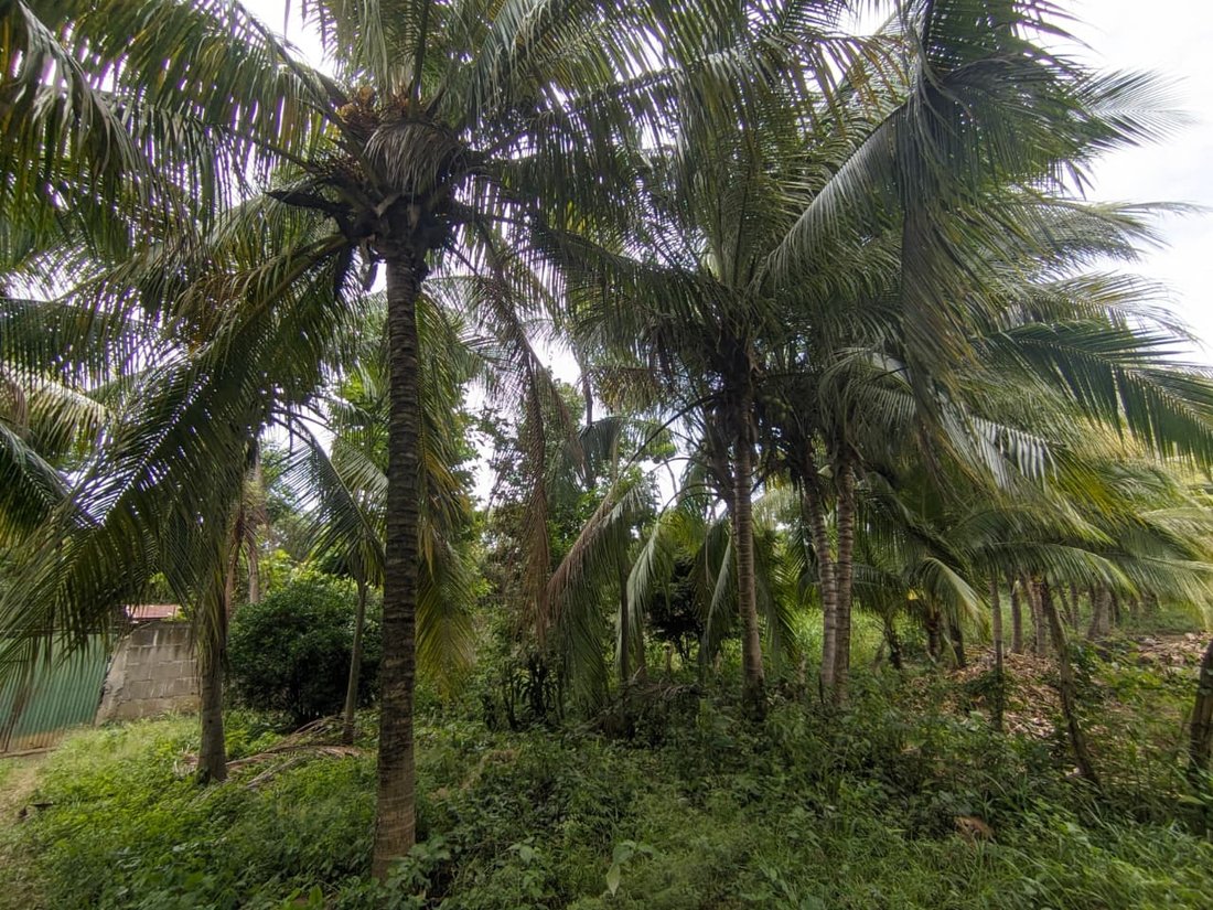 Land in Leonel Reynosa, Managua, Nicaragua 5 - 17249553