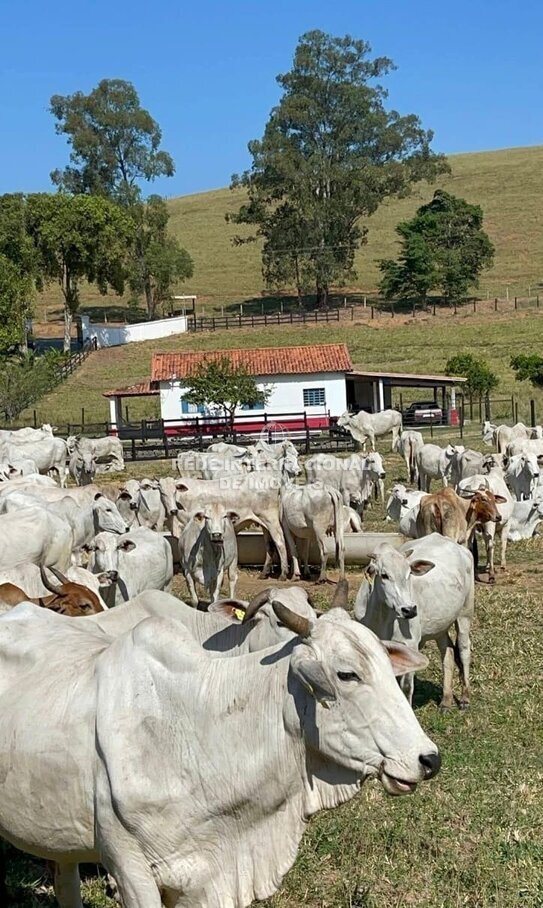 Farm Ranch in Ronco, State of Paraná, Brazil 3 - 17257732