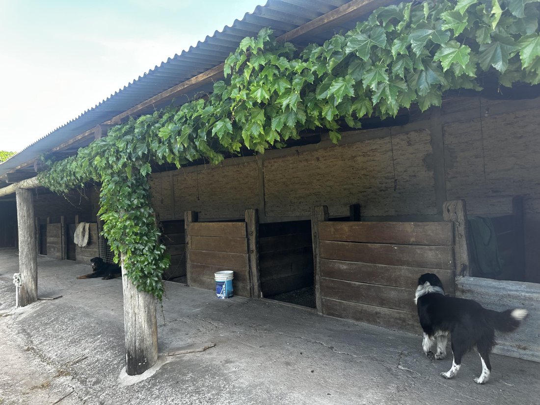 Farm Ranch in Torres, Buenos Aires Province, Argentina 2 - 17250798