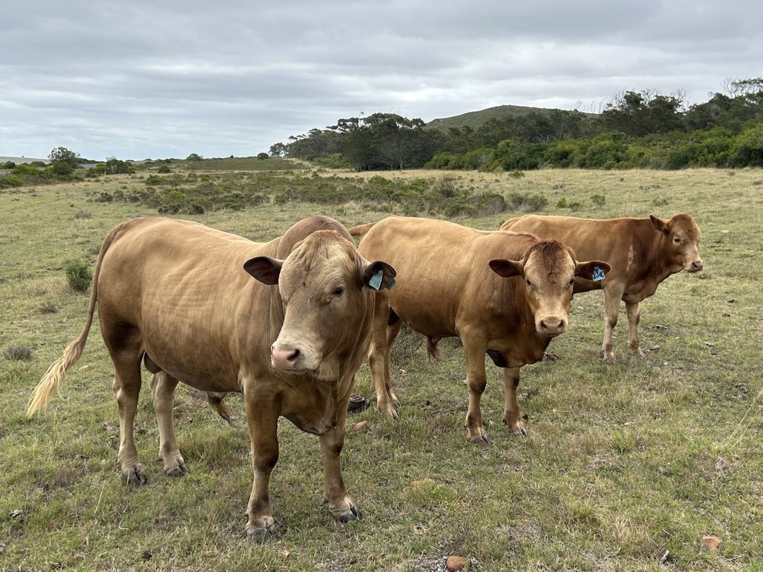 Farm Ranch in Johannesburg, Gauteng, South Africa 1 - 17252064