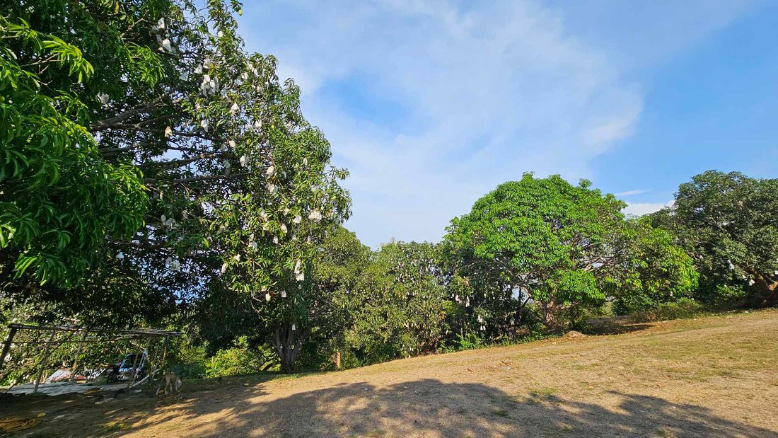 Farm Ranch in Rosario, Ilocos Region, Philippines 2 - 17251783