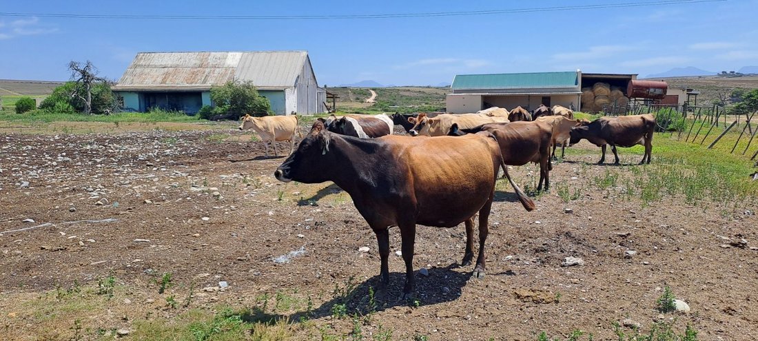Azienda agricola a Mossel Bay Central, Provincia del Capo Occidentale, Sudafrica 5 - 17252208