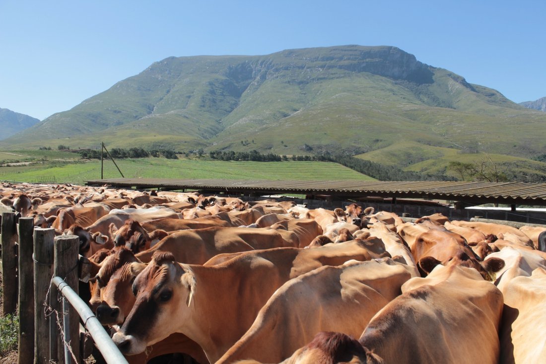 Farm Ranch in Johannesburg, Gauteng, South Africa 1 - 17250304