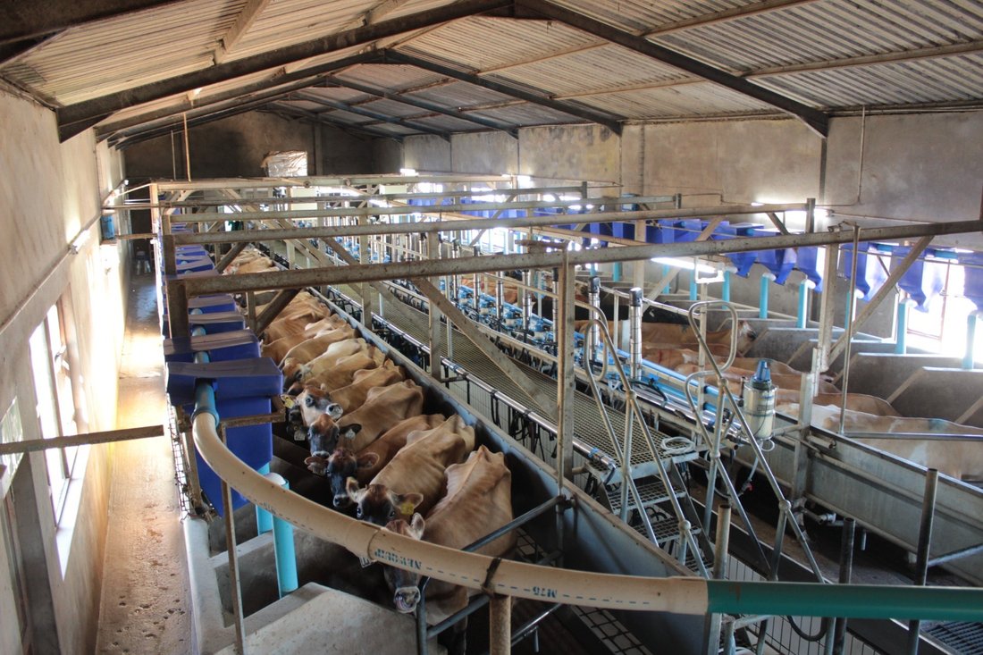 Farm Ranch in Johannesburg, Gauteng, South Africa 4 - 17250304
