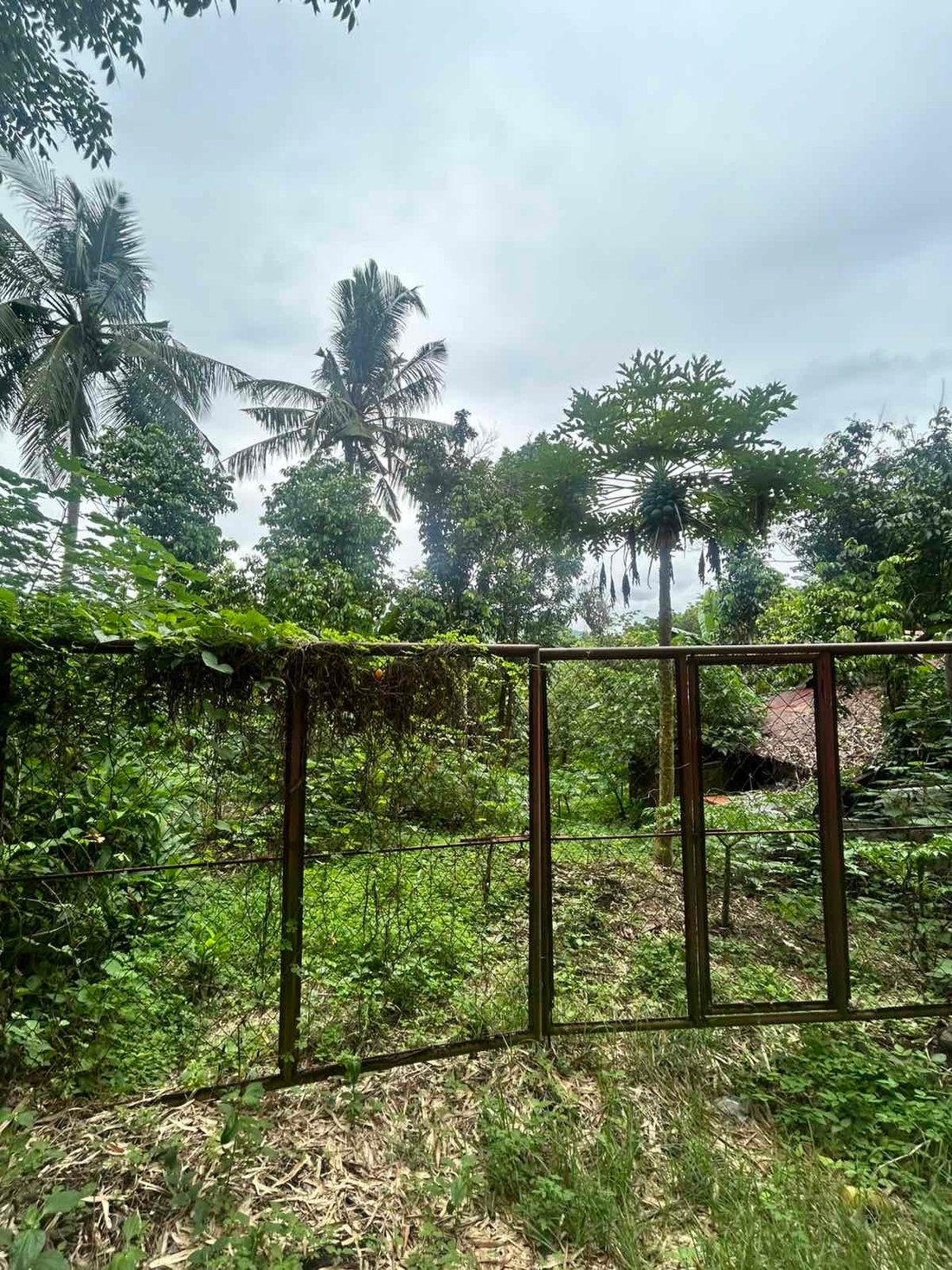 Land in Alaminos, Calabarzon, Philippines 3 - 17251778