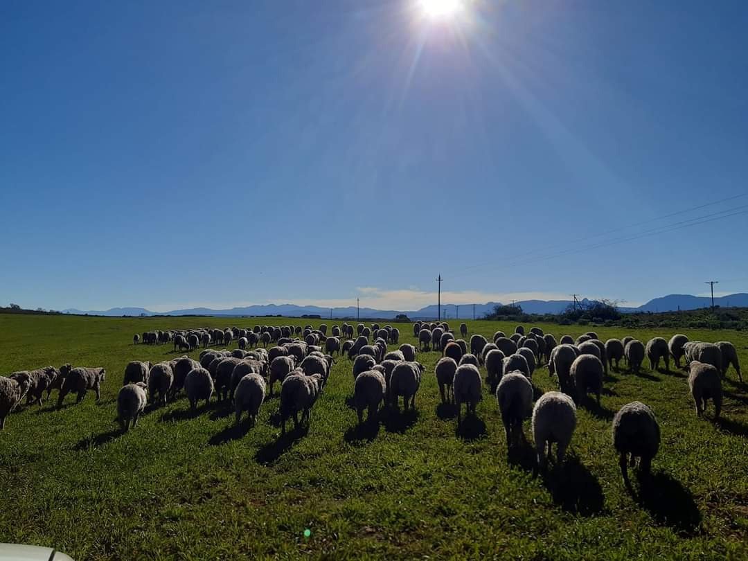 Farm Ranch in Johannesburg, Gauteng, South Africa 1 - 17252145