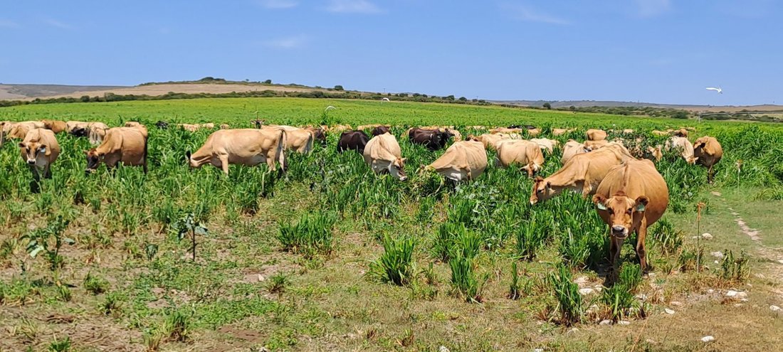 Azienda agricola a Mossel Bay Central, Provincia del Capo Occidentale, Sudafrica 4 - 17252208
