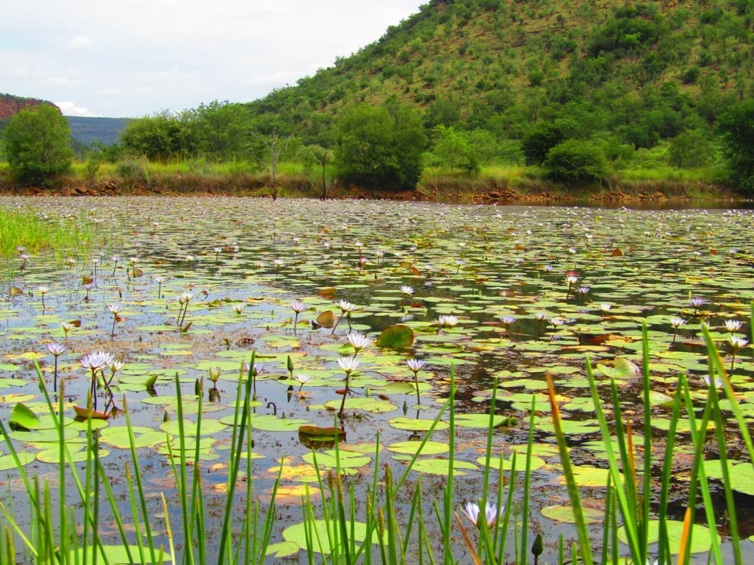 Farm Ranch in Mookgopong, Limpopo, South Africa 2 - 17252877
