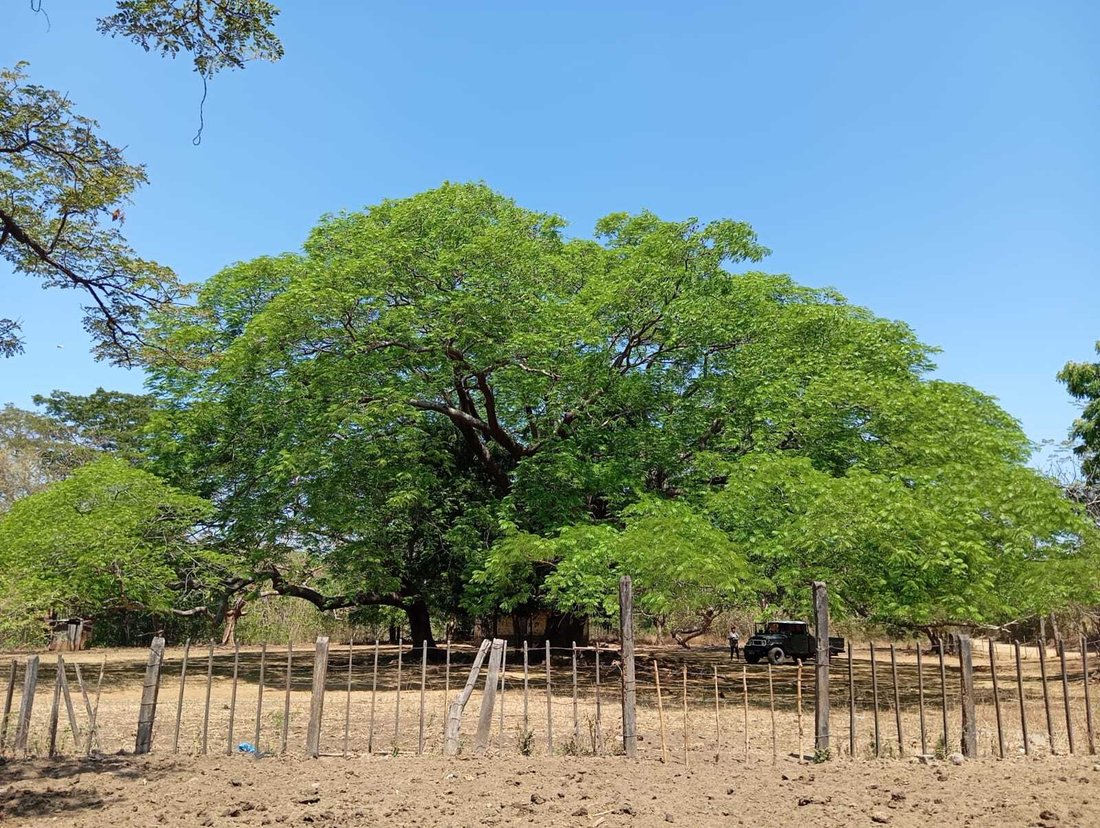 Farm Ranch in Los Navarrete, Managua, Nicaragua 5 - 17250113