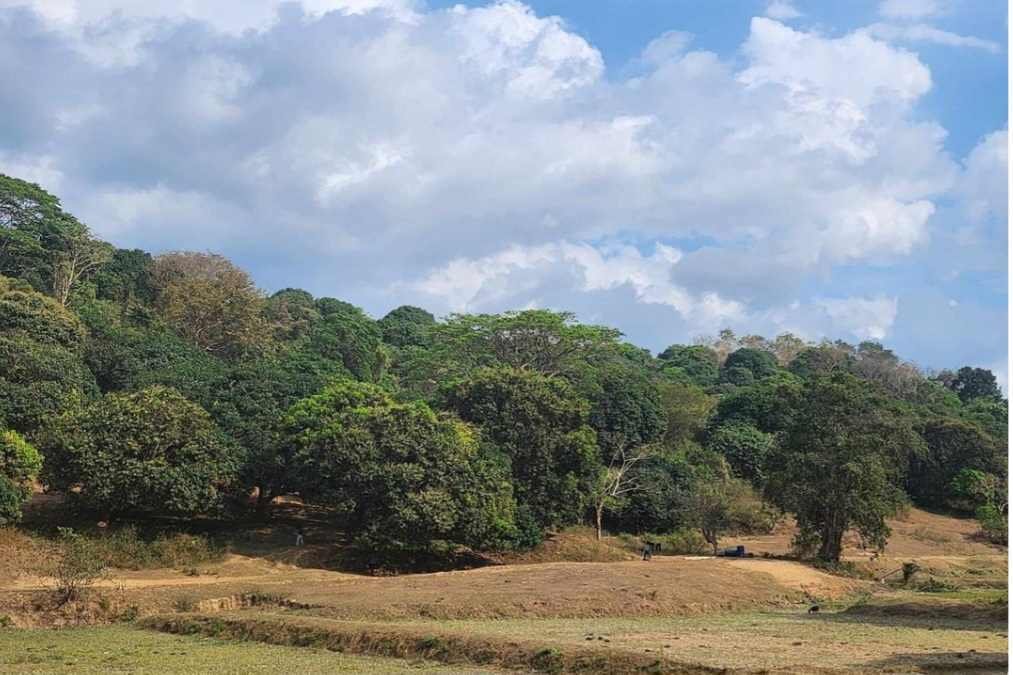 Farm Ranch in Rosario, Ilocos Region, Philippines 1 - 17251783