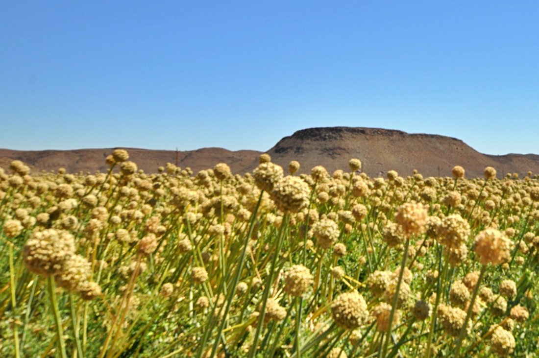 Farm Ranch in Ladismith, Western Cape, South Africa 5 - 17253629