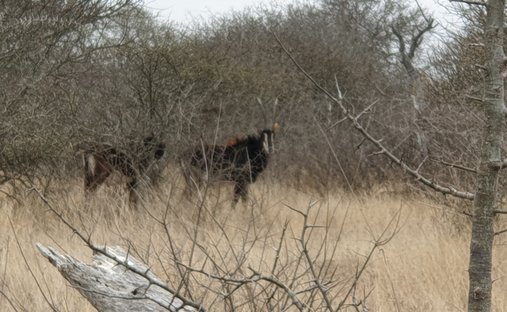 Rancho en Polokwane, Limpopo, Sudáfrica 1