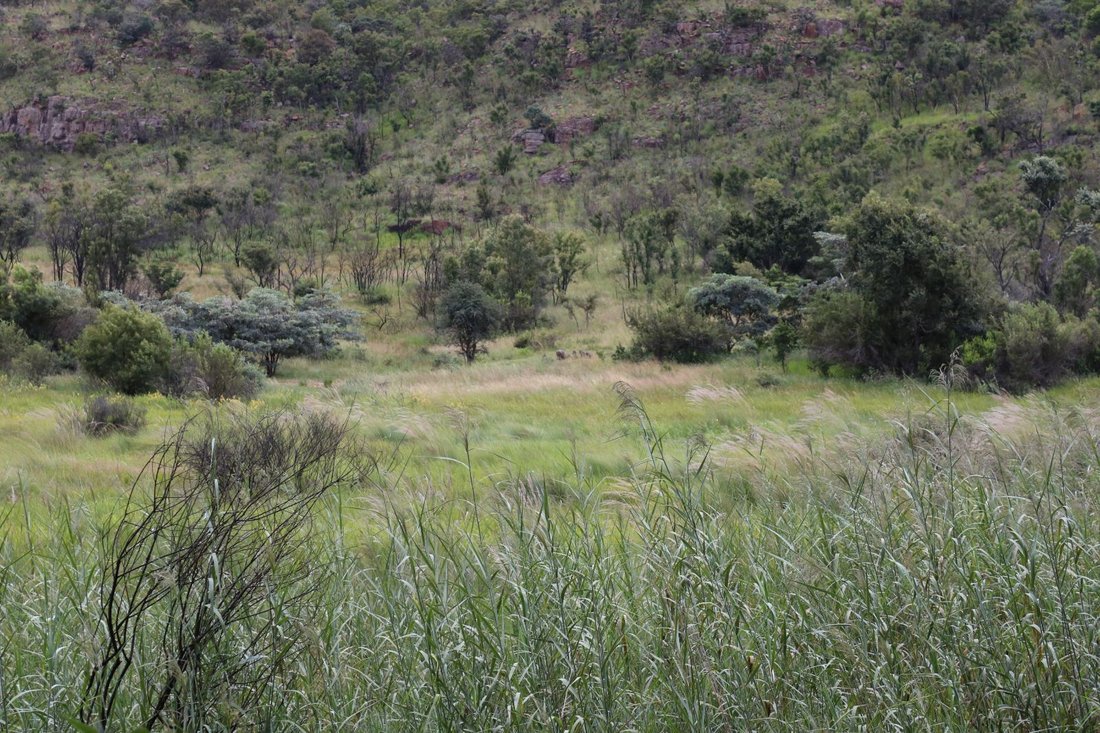 Rancho en Bela-Bela, Provincia de Limpopo, Sudáfrica 2 - 17253182