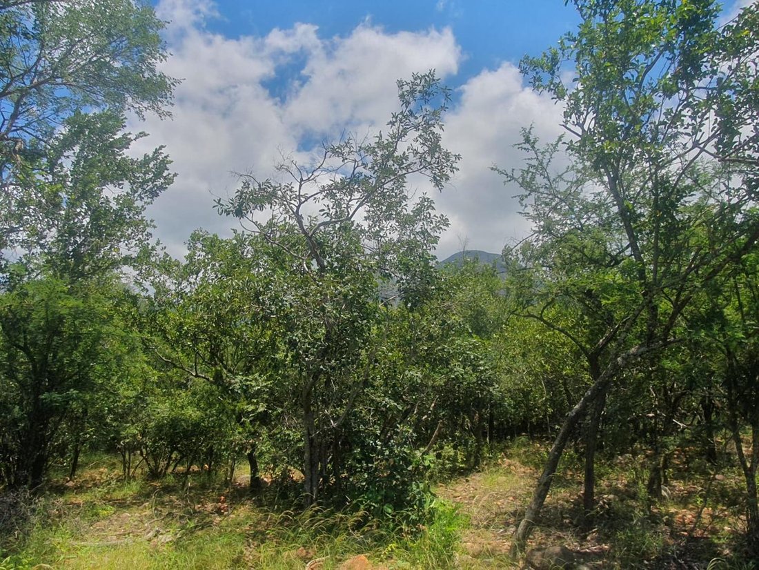 Land in Hoedspruit, Limpopo, South Africa 4 - 17247385
