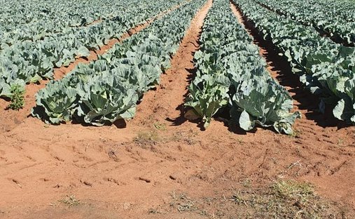 Azienda agricola a Modimolle, Limpopo, Sudafrica 1