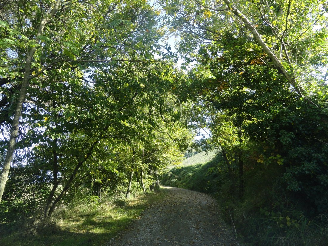 Land in Roncofreddo, Emilia-Romagna, Italy 2 - 17254136