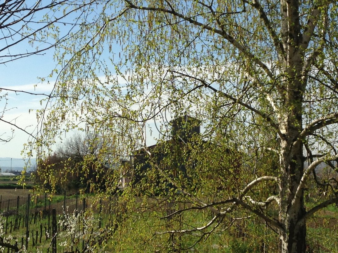 House in Bagnarola - Villalta - Borella, Cesenatico, Emilia-Romagna 3 - 17254658