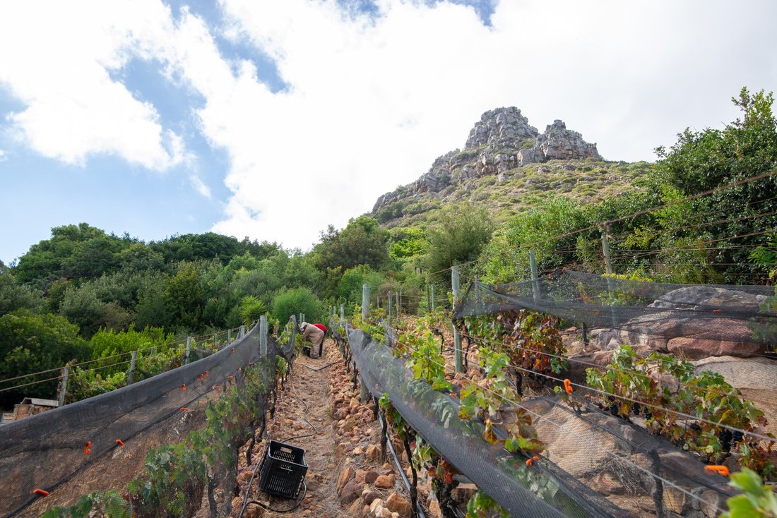 Farm Ranch in Hout Bay, South Peninsula, Cape Town 2 - 17253997