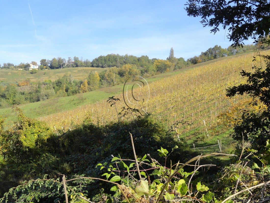 Land in Roncofreddo, Emilia-Romagna, Italy 1 - 17254136