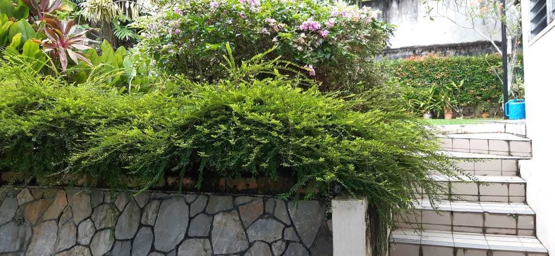 House in George Town, Penang, Malaysia 5 - 17258694