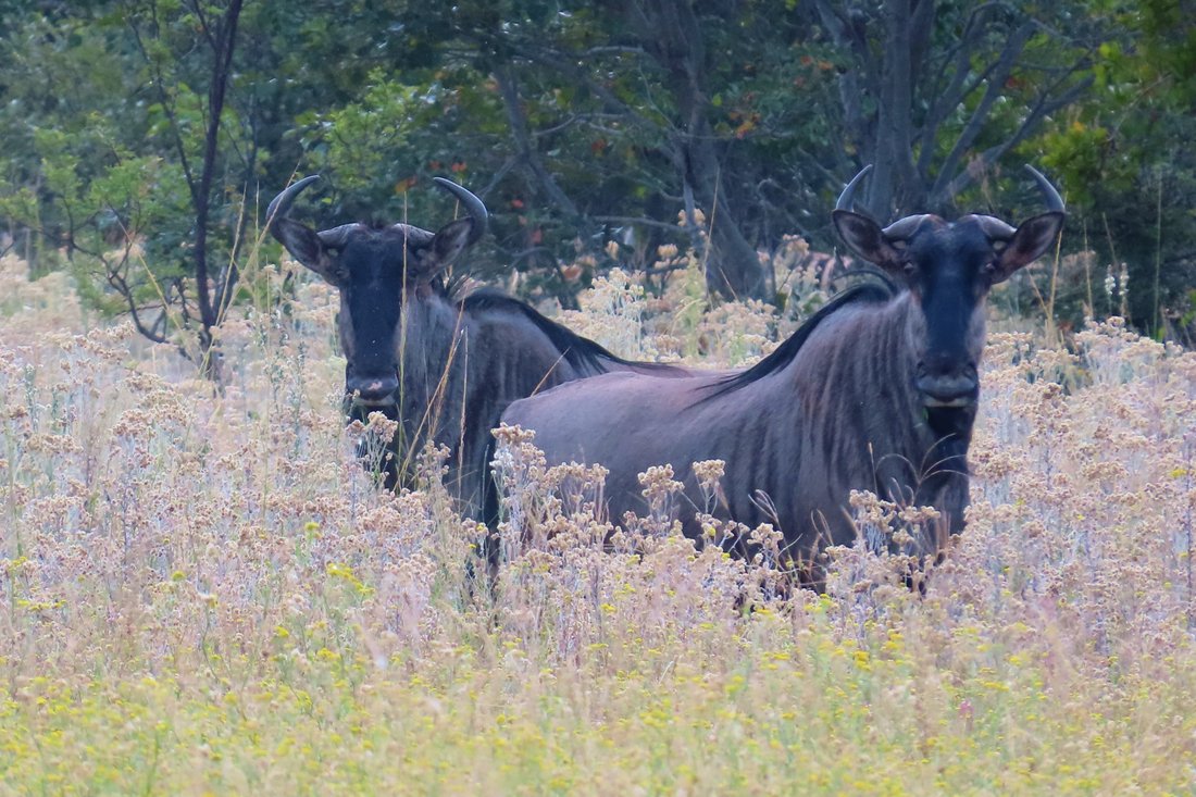 Farm Ranch in Vaalwater, Limpopo, South Africa 3 - 16991334