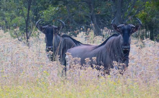 Farm Ranch in Vaalwater, Limpopo, South Africa 1