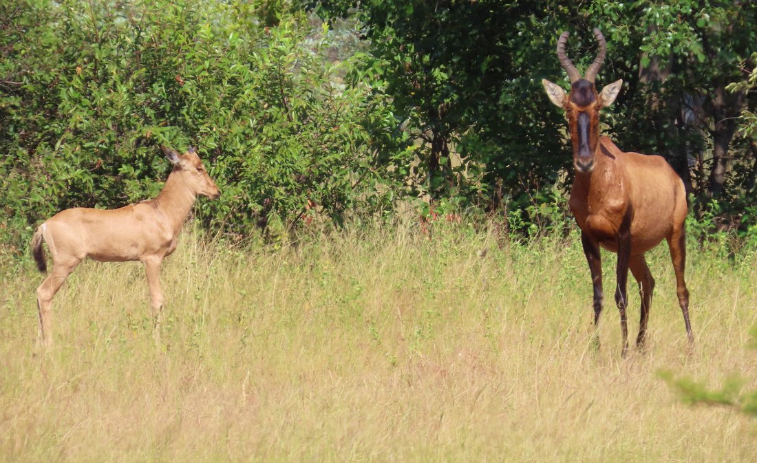 Farm Ranch in Vaalwater, Limpopo, South Africa 4 - 16991334