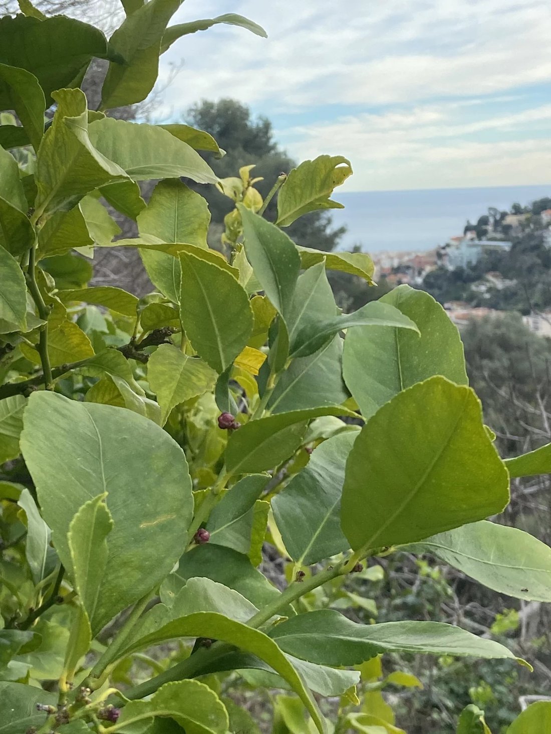 Villa in Nice, Provence-Alpes-Côte d'Azur, France 4 - 17274834