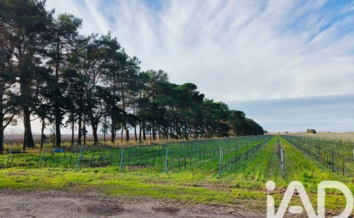 Land in Le Grau-du-Roi, Occitania, France 1