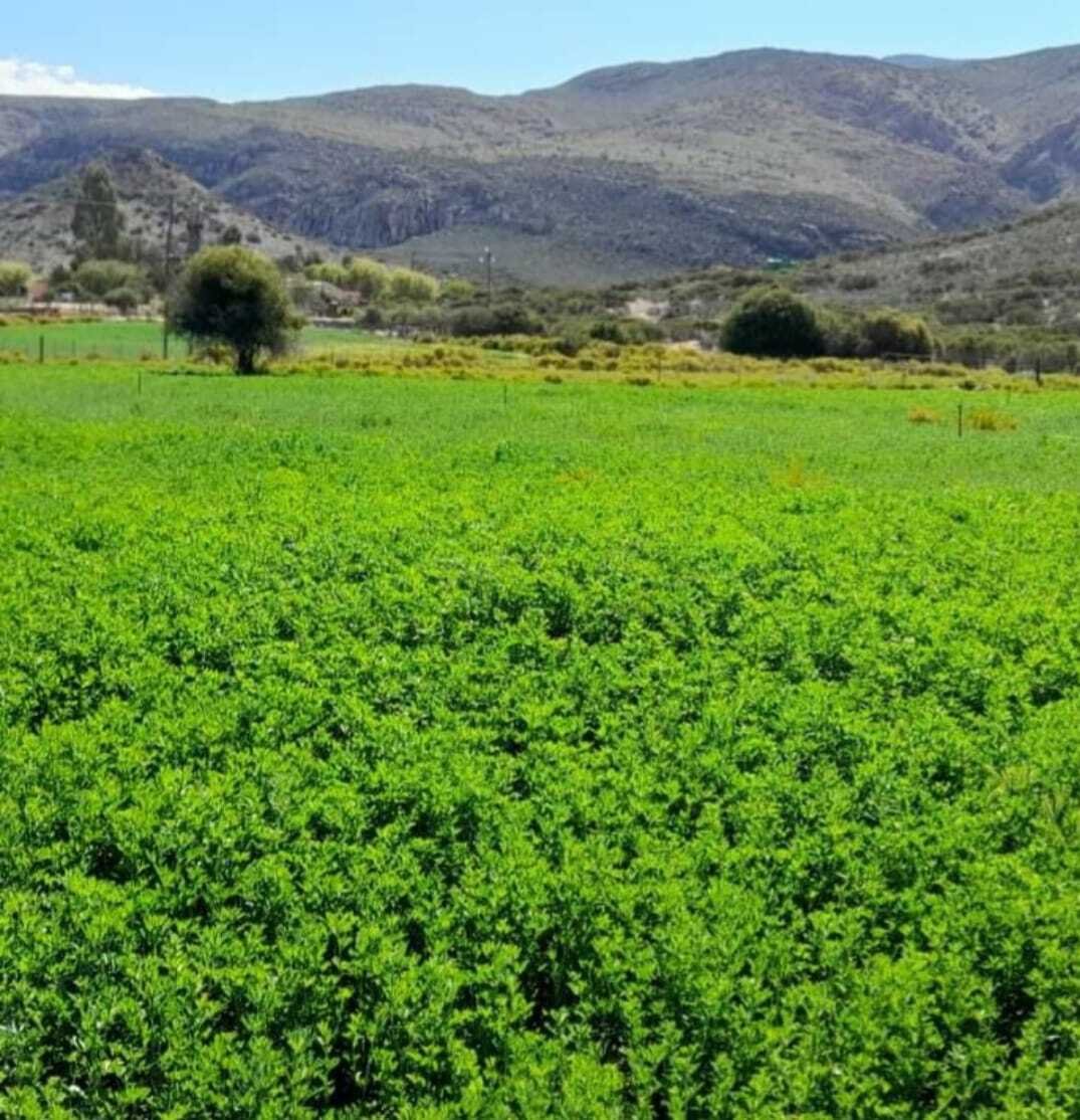 Farm Ranch in Ladismith, Western Cape, South Africa 5 - 17285887
