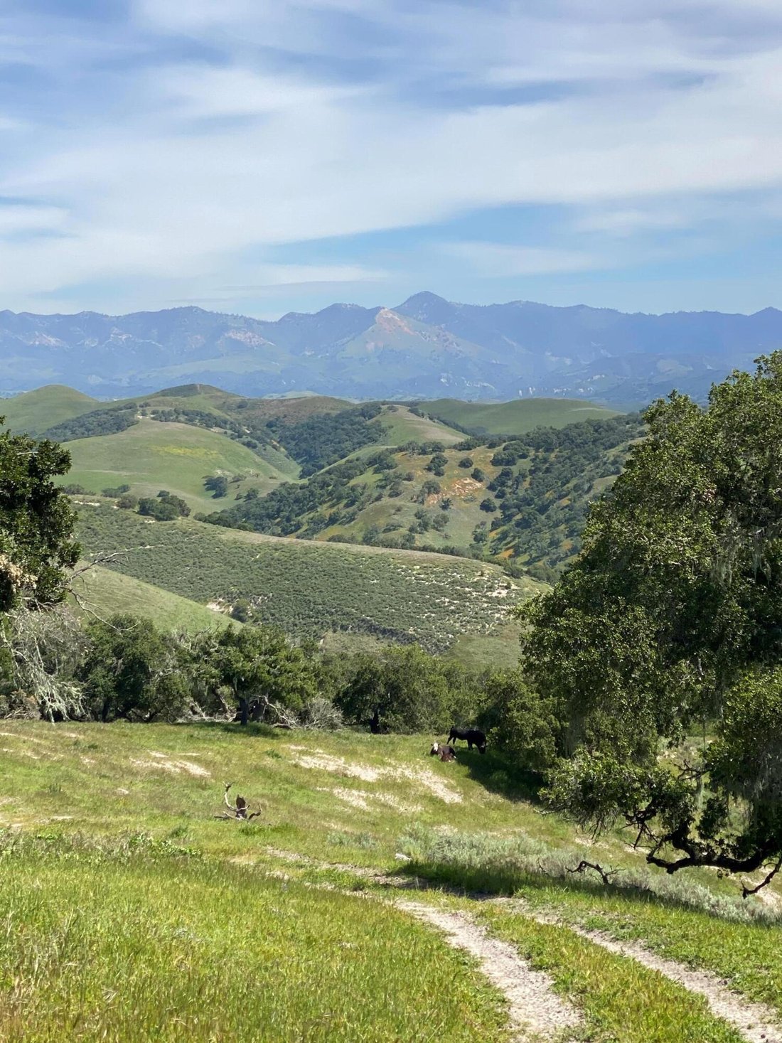 Farm Ranch in Buellton, California, United States 4 - 17288152