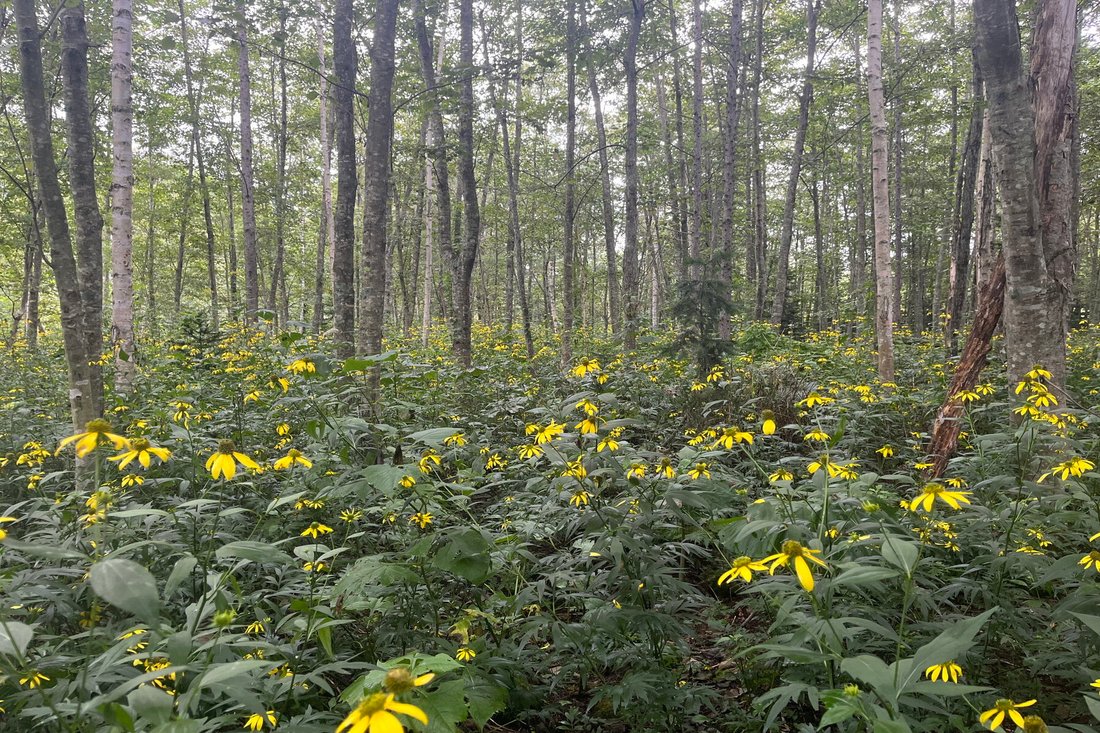 Land in Higashikawa, Hokkaido, Japan 4 - 17290833