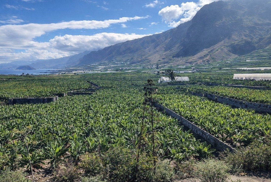 Farm Ranch in Los Silos, Canary Islands, Spain 2 - 17295485