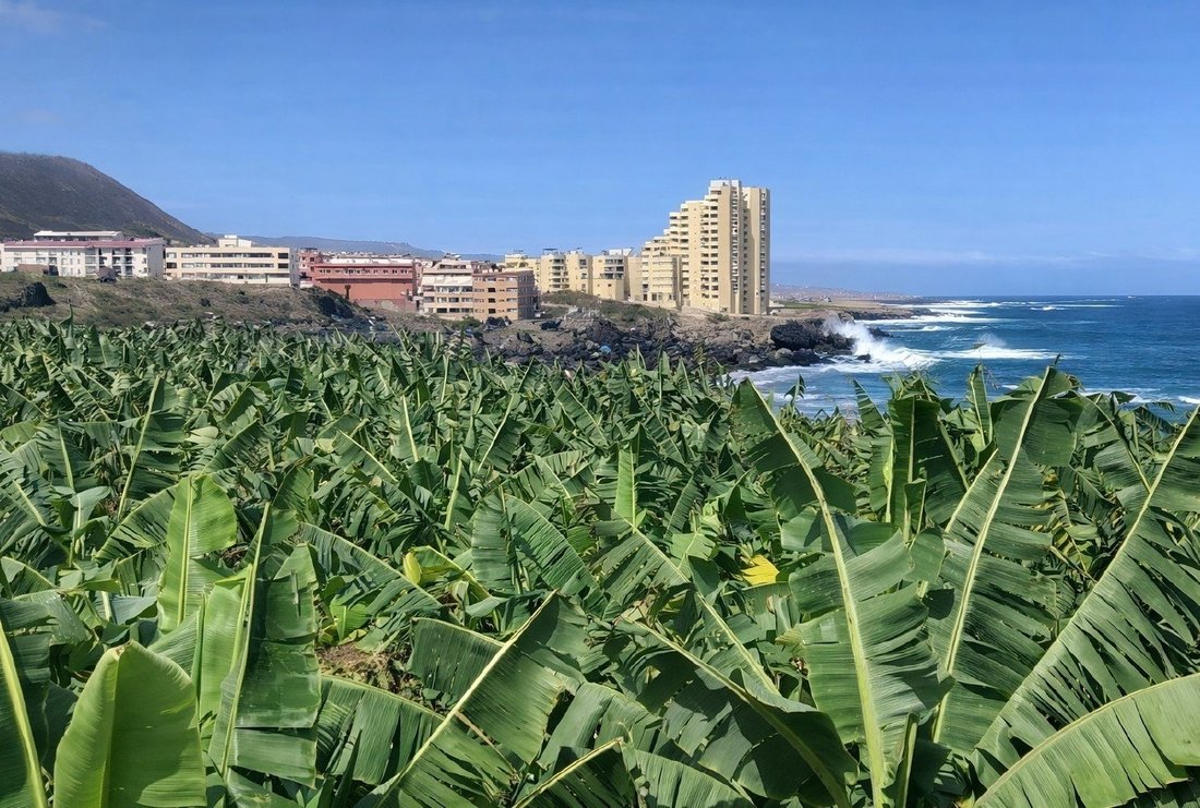 Farm Ranch in Los Silos, Canary Islands, Spain 3 - 17295485