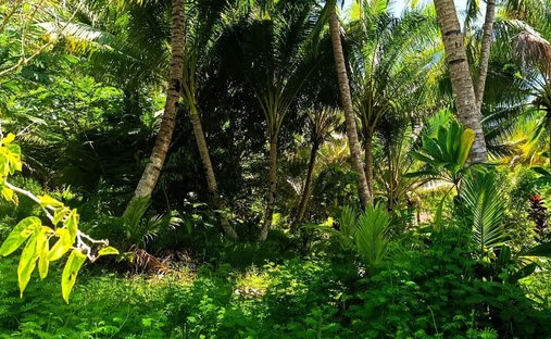 Land in Taravao, Windward Islands, French Polynesia 1