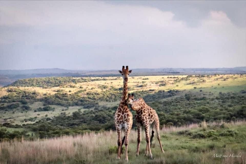 Farm Ranch in Dundee, KwaZulu-Natal, South Africa 5 - 17303331