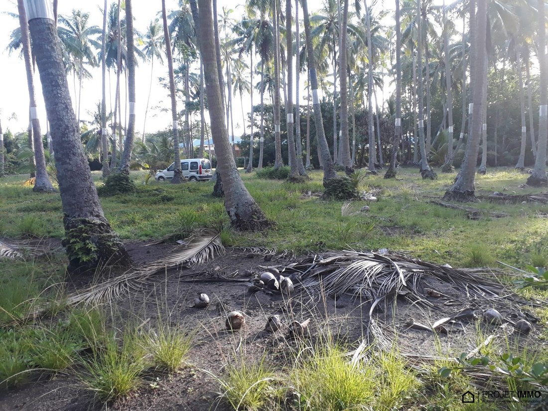 Land in Moorea-Maiao, Windward Islands, French Polynesia 4 - 17315107