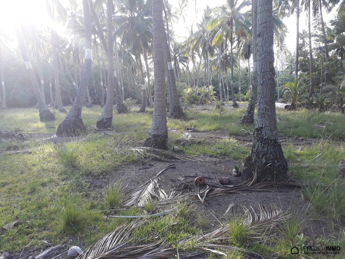 Land in Moorea-Maiao, Windward Islands, French Polynesia 5 - 17315107