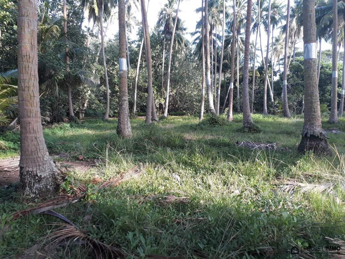 Land in Moorea-Maiao, Windward Islands, French Polynesia 1 - 17315107