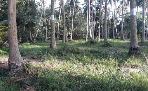 Land in Moorea-Maiao, Windward Islands, French Polynesia 1