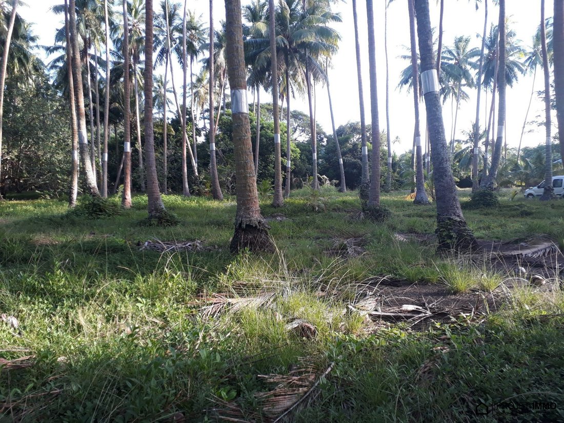 Land in Moorea-Maiao, Windward Islands, French Polynesia 2 - 17315107
