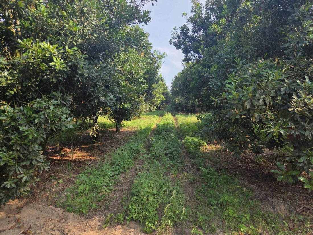 Farm Ranch in Johannesburg, Gauteng, South Africa 1 - 17310850