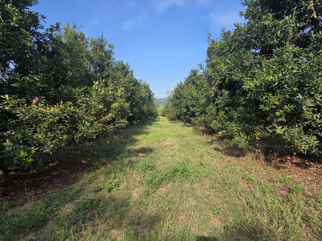 Farm Ranch in Johannesburg, Gauteng, South Africa 2 - 17310850