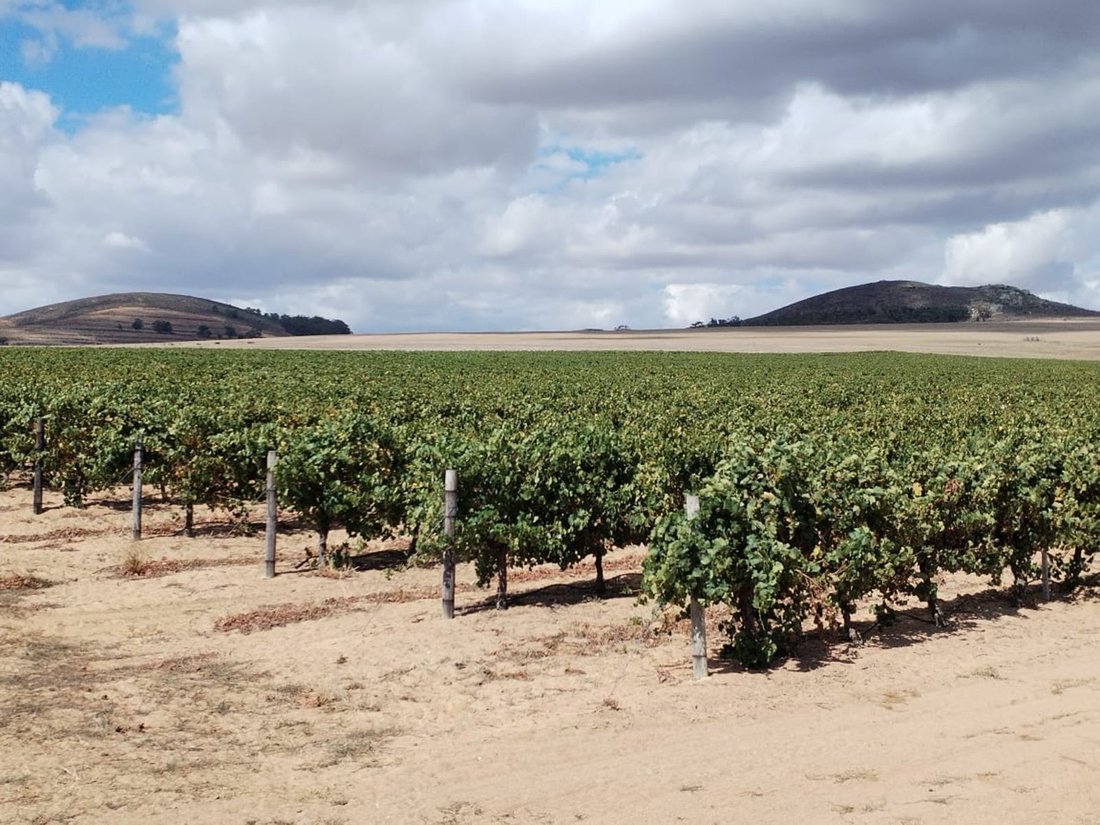 Farm Ranch in Johannesburg, Gauteng, South Africa 4 - 17310842
