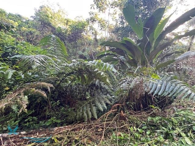 Terreno a Lares, Lares, Porto Rico 4 - 17325001