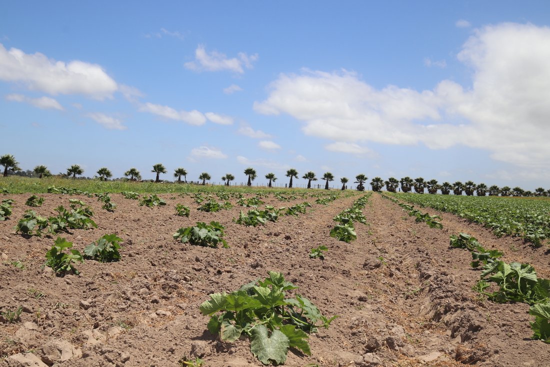 Farm Ranch in George, Western Cape, South Africa 5 - 17340135